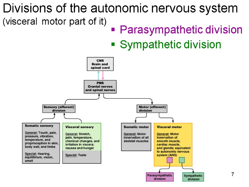 7 Divisions of the autonomic nervous system (visceral motor part of it) Parasympathetic division